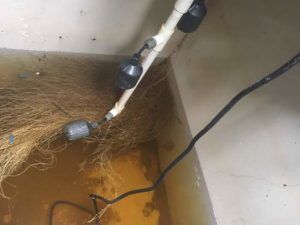 These roots have infiltrated this pump tank