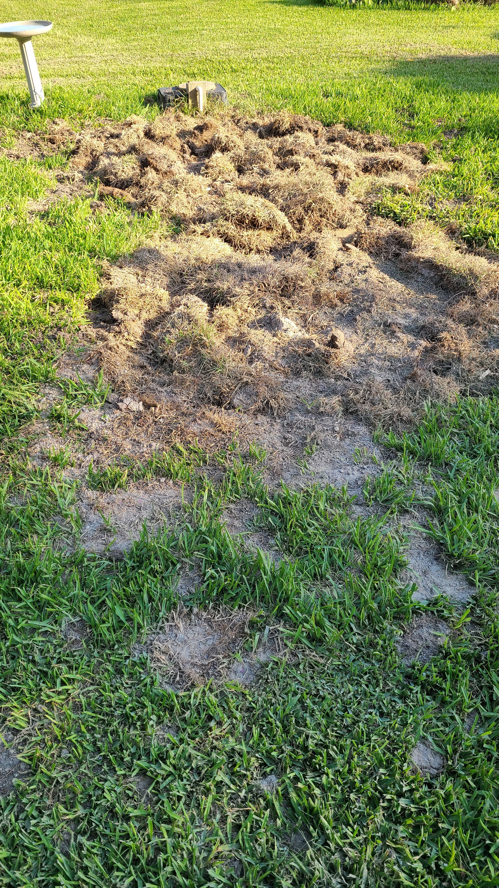 Septic tank pumping in progress with excavated soil pile and grass yard visible